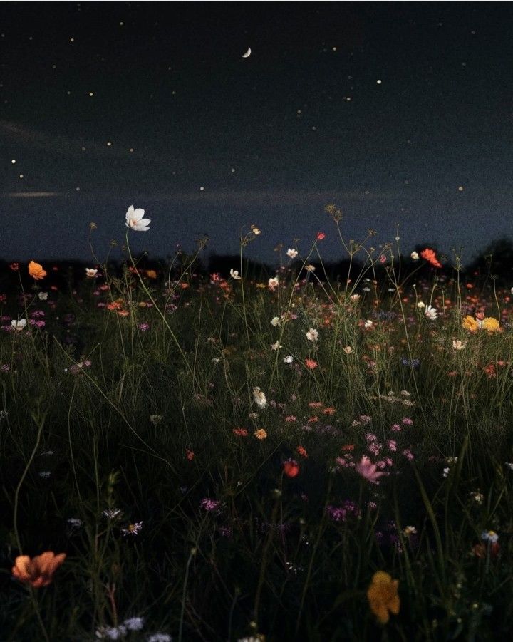 Midnight Gardens: Nocturnal Blooms & Moonlit Arrangements