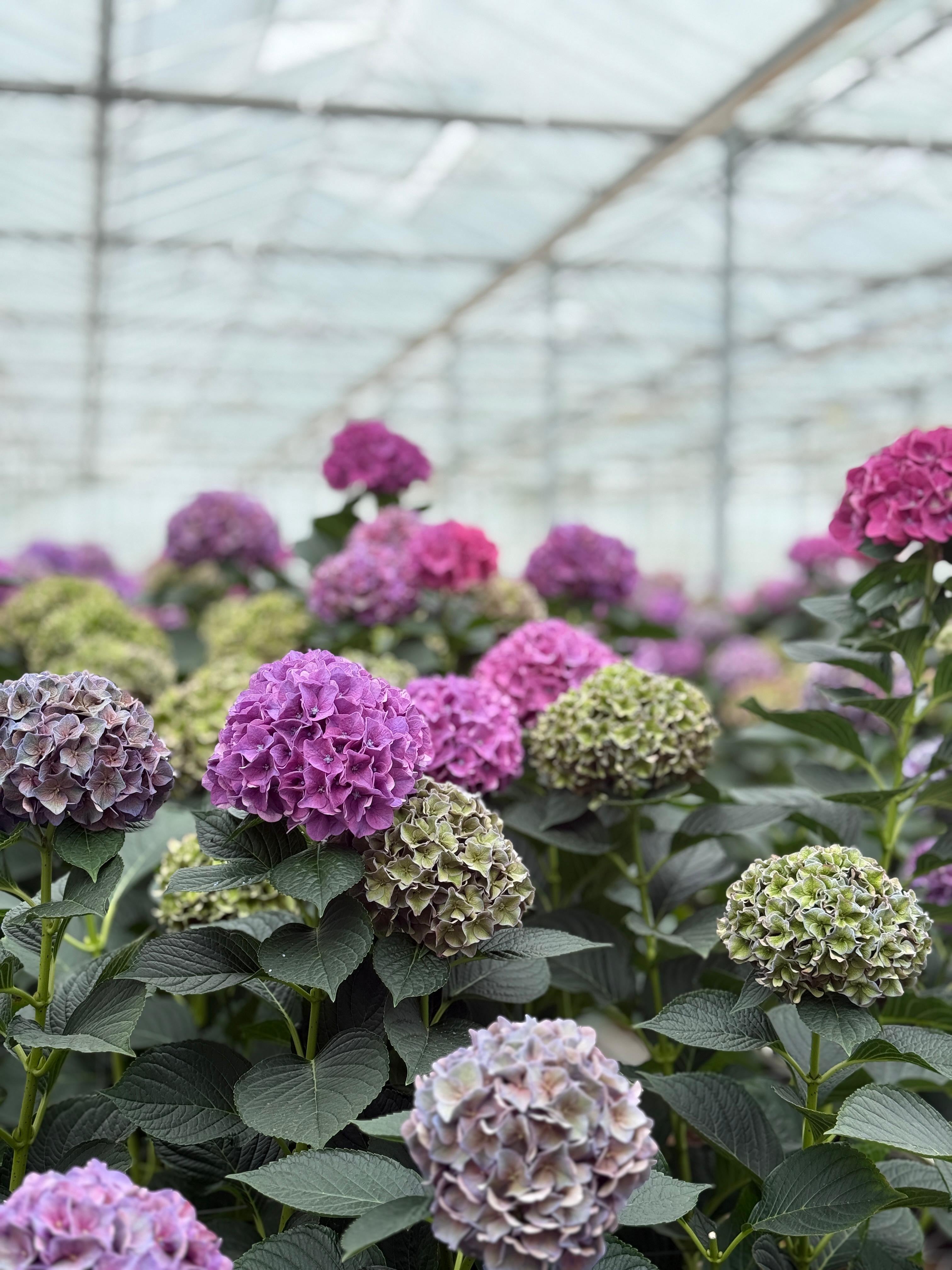 Behind the Blooms: Our Visit to Amsterdam