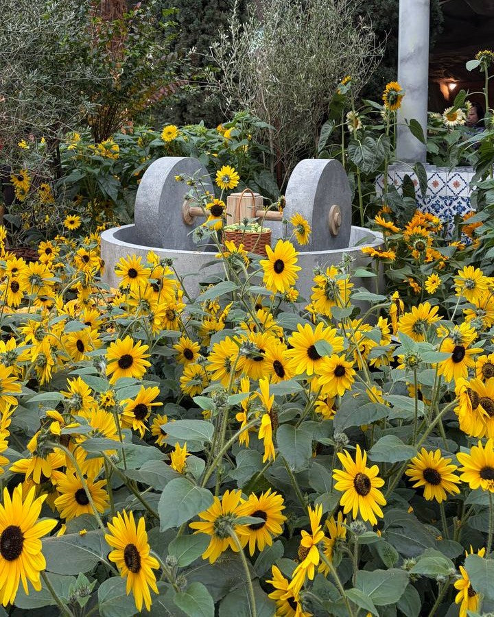 Sunflower Surprise at Gardens by the Bay: Guide, Facts & Sunflower Care