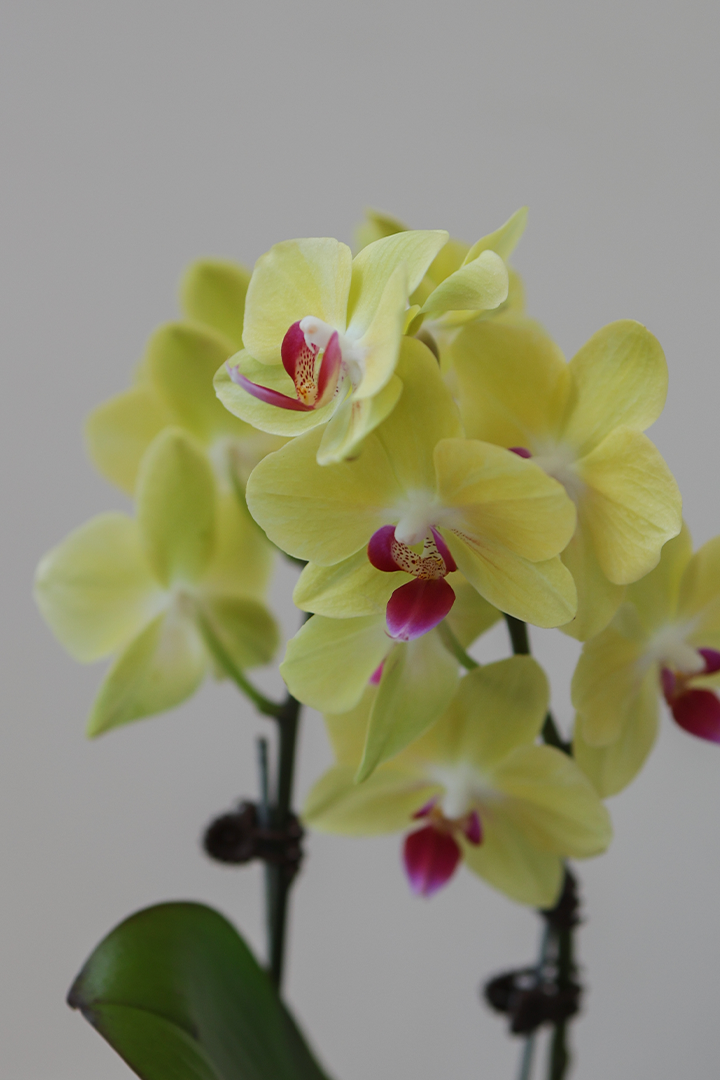 Petite Phalaenopsis Orchid, Vase/Bloom Box