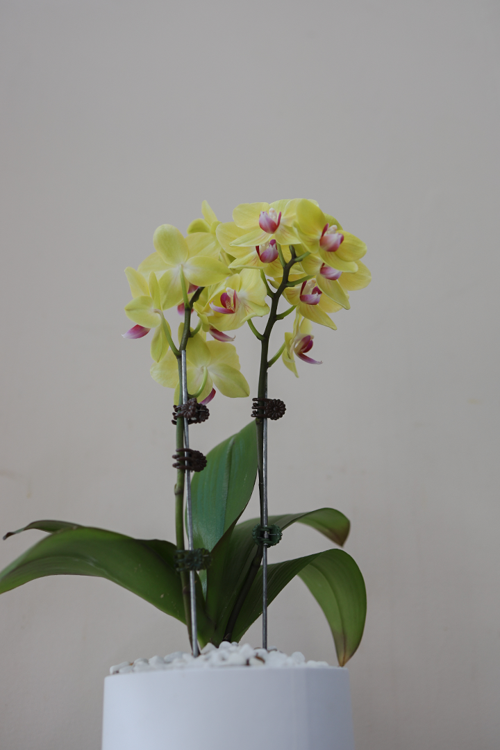Petite Phalaenopsis Orchid, Vase/Bloom Box