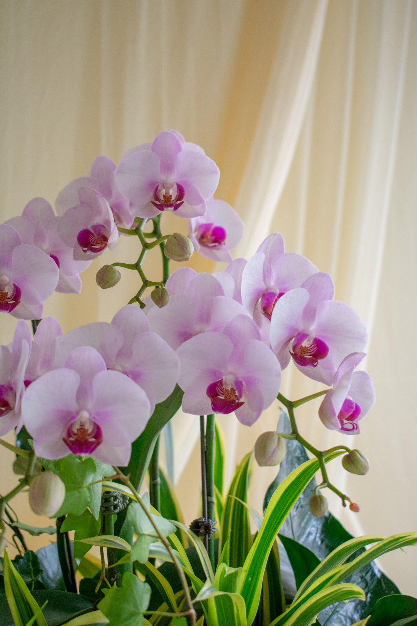 Radiant Orchids, Vase | CNY26