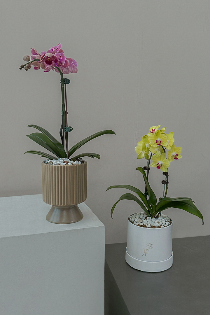 Petite Phalaenopsis Orchid, Vase/Bloom Box