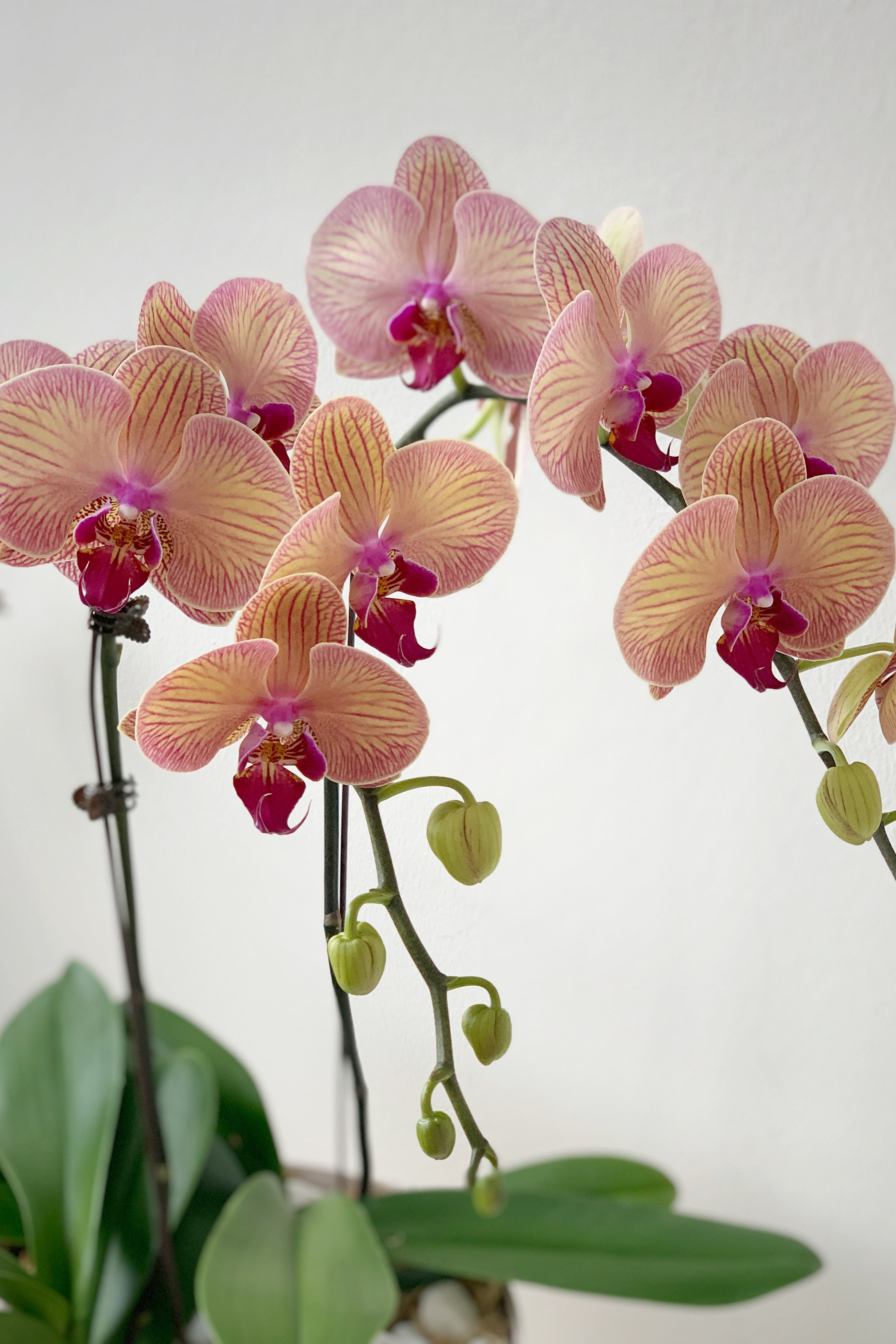 Peach Phalaenopsis Bloom Box