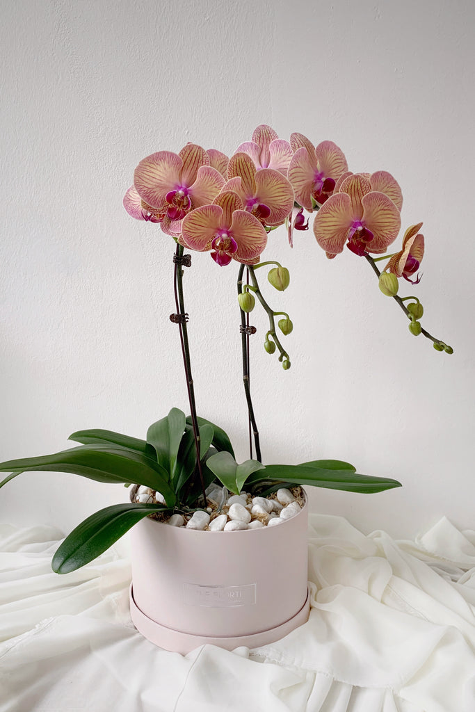 Peach Phalaenopsis Orchids Bloom Box