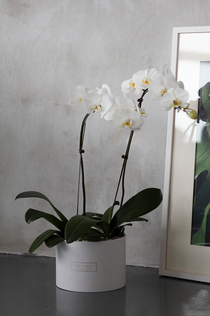 White Phalaenopsis Orchids Bloom Box