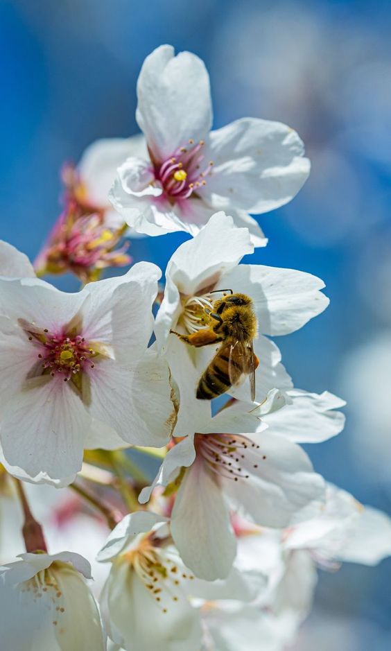 The Beauty of Bugs on Flowers