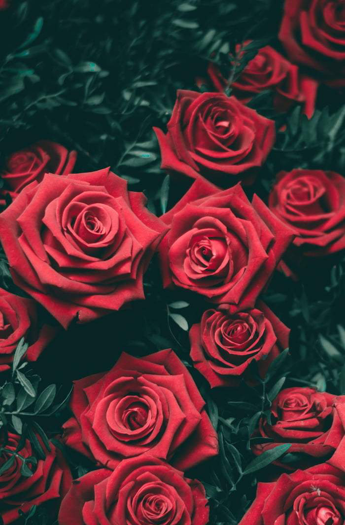 Floral Linguistics - Roses