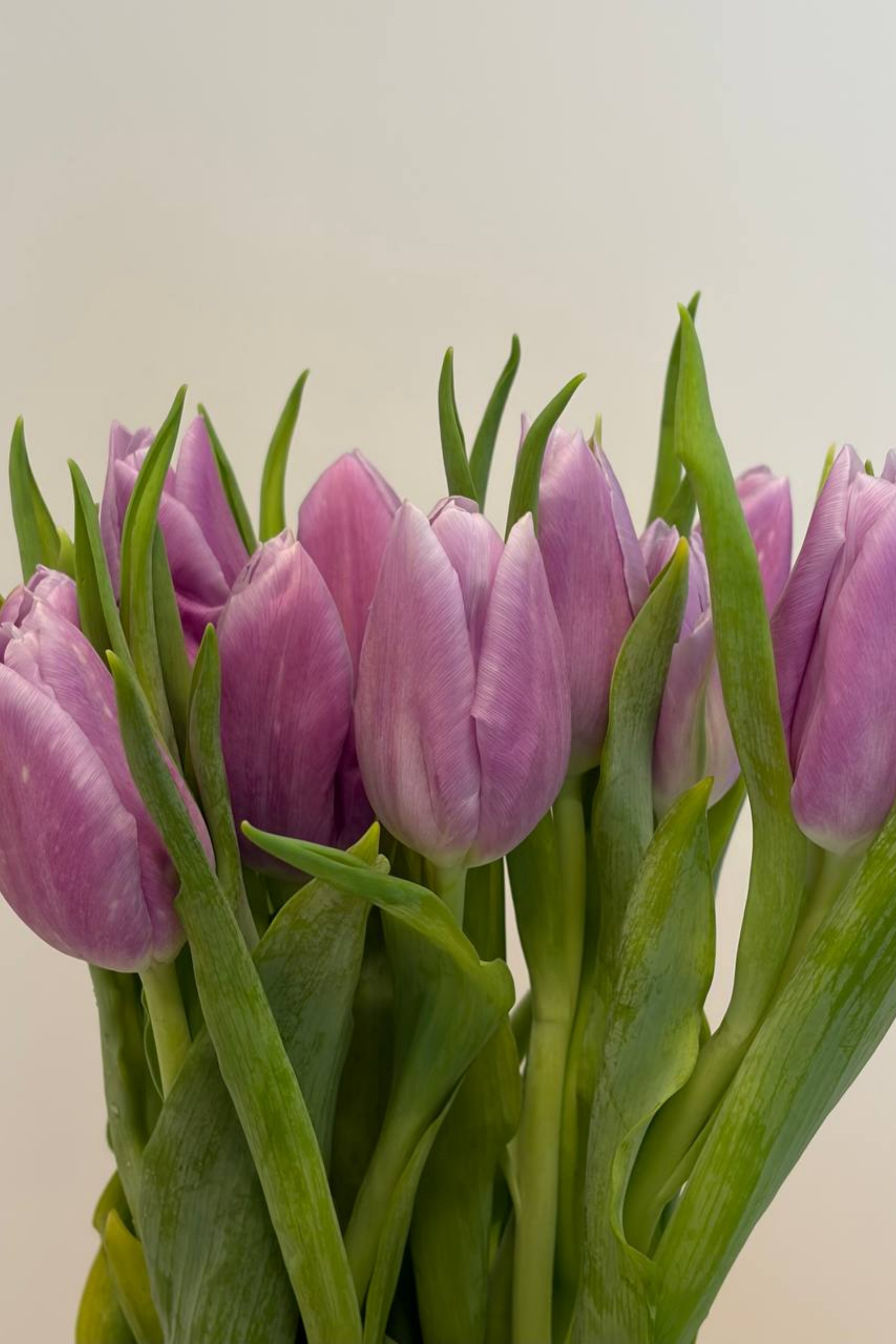 Pure Love, Bouquet | Mother's Day Bouquet - Tulips | MDAY26