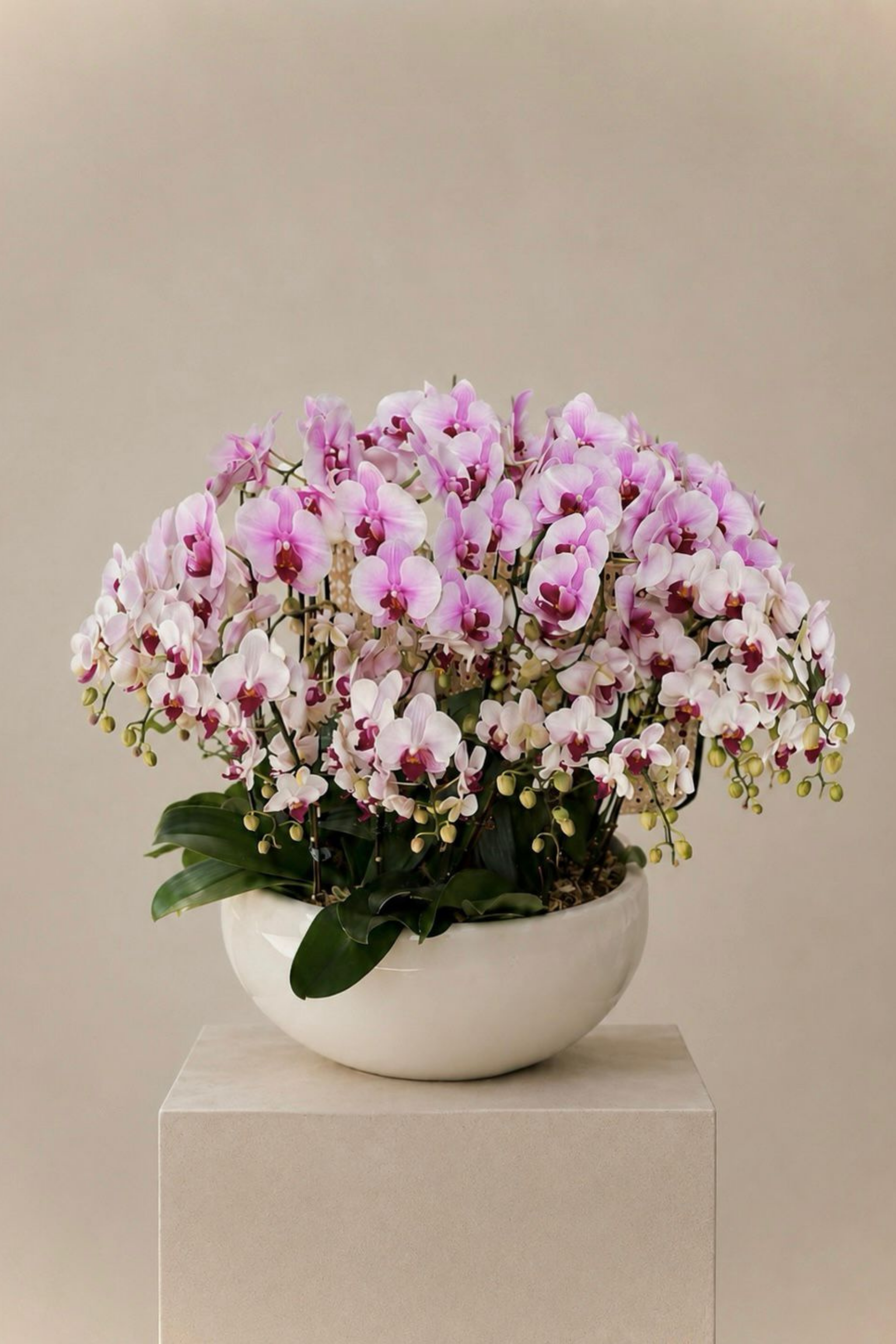 Orchid Cascade, Statement Vase Arrangement