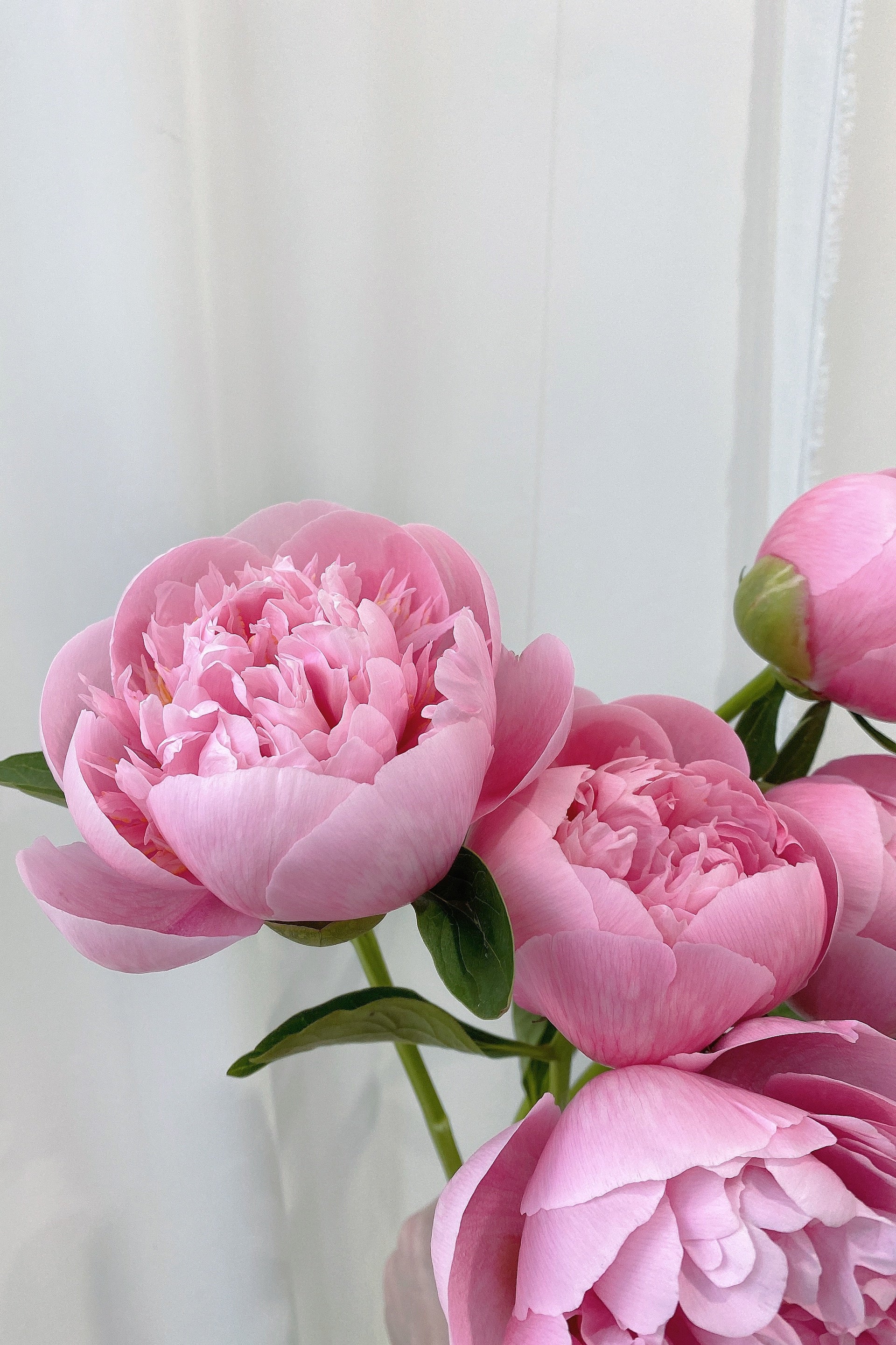 Peonies Market Bundle