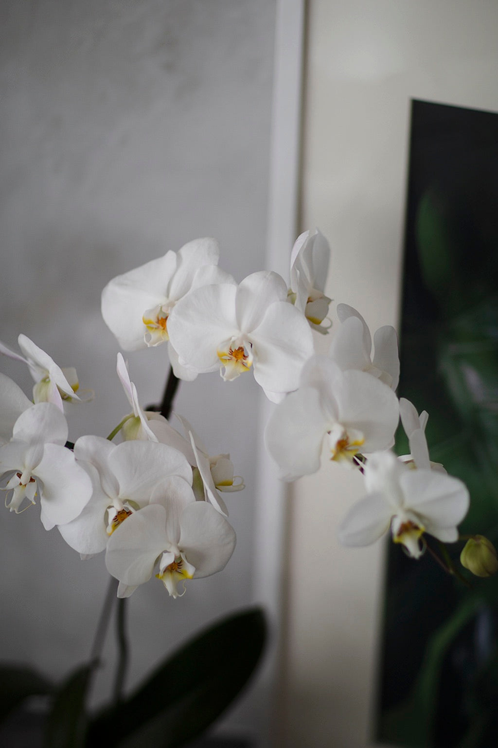 White Phalaenopsis Orchids Bloom Box