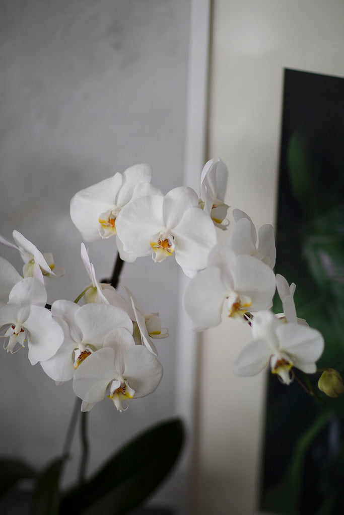 White Phalaenopsis Orchids, Bloom Box