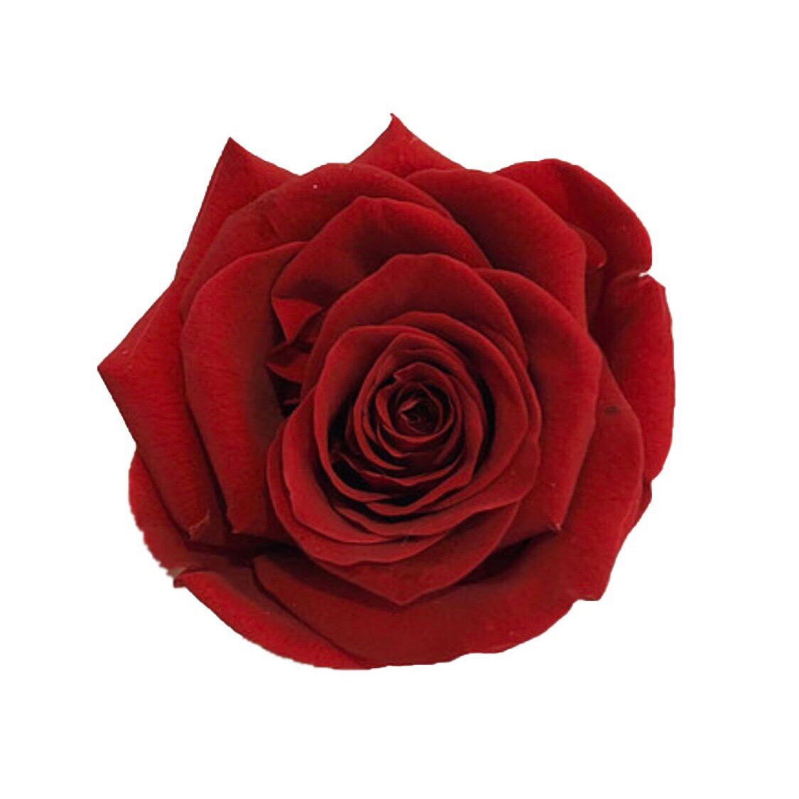 The Florté | Eternity Rosses Only, Square Bloom Box, 9 Roses, Red, White, Cream, Pink, Purple, Blue, Preserved Rose, Forever Roses, Everlasting Roses