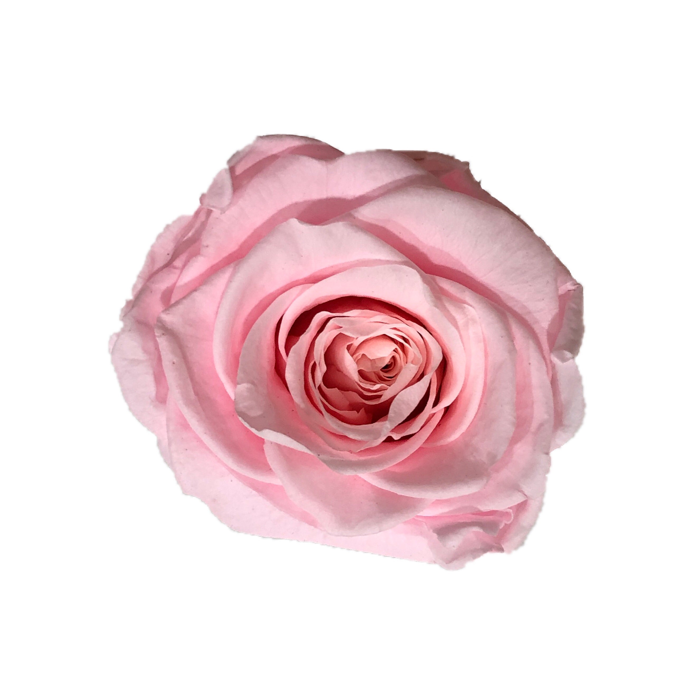 The Florté | Eternity Rosses Only, Square Bloom Box, 9 Roses, Red, White, Cream, Pink, Purple, Blue, Preserved Rose, Forever Roses, Everlasting Roses