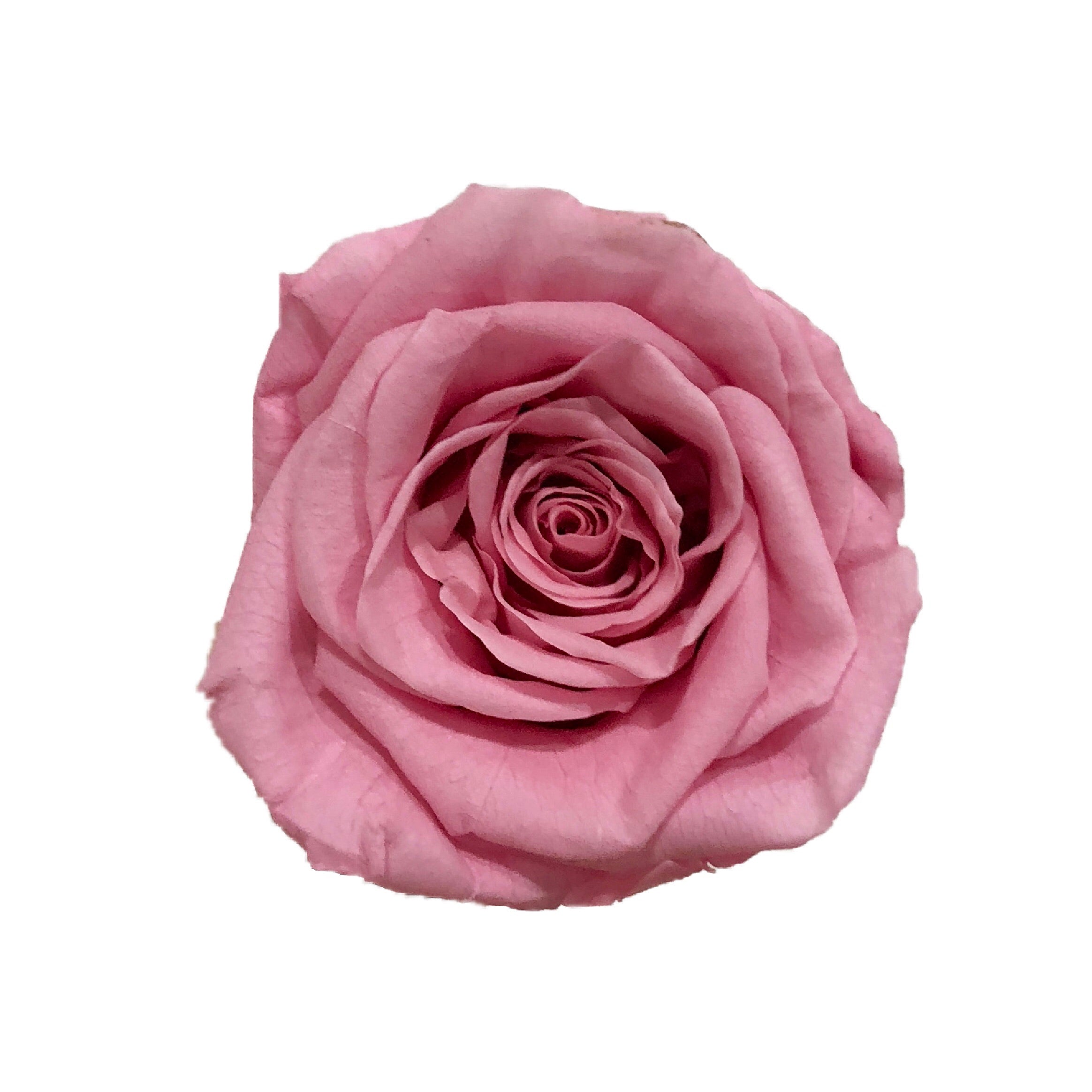 The Florté | Eternity Rosses Only, Square Bloom Box, 9 Roses, Red, White, Cream, Pink, Purple, Blue, Preserved Rose, Forever Roses, Everlasting Roses